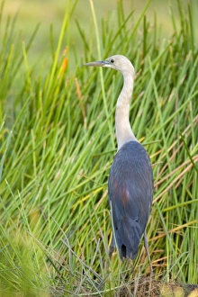 White-necked Heron - adult white-necked heron standing in freshwater swampland White-necked Heron - adult white-necked heron standing in freshwater swampland