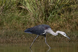 White-necked Heron - non-beeding plumage White-necked Heron - non-beeding plumage