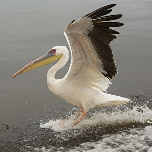 White Pelican - in flight landing on water White Pelican - in flight landing on water