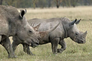 Rhinoceros Collection: White rhinoceros - adult & young. Nakuru - Kenya - Africa