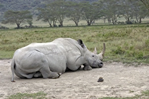 White / Square-lipped Rhinoceros - on rolling area White / Square-lipped Rhinoceros - on rolling area