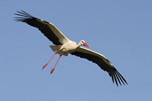 White Stork - In flight with a blue sky background White Stork - In flight with a blue sky background