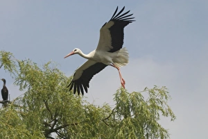 White Stork in flight - At Het Zwin Nature Reserve White Stork in flight - At Het Zwin Nature Reserve