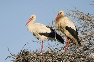 White Stork - Two parent birds standing on their nest with blue sky background White Stork - Two parent birds standing on their nest with blue sky background