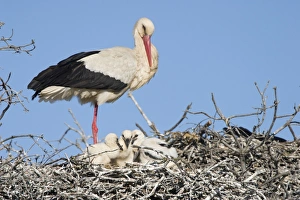 White Stork - Parent on its nest with small chicks White Stork - Parent on its nest with small chicks