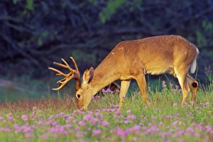 White-tail Deer - buck grazing among wildflowers White-tail Deer - buck grazing among wildflowers