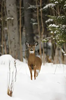 White-tailed Deer Print (Odocoileus virginianus)