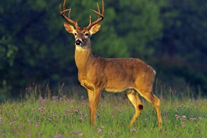 White-tailed Deer - buck in spring White-tailed Deer - buck in spring