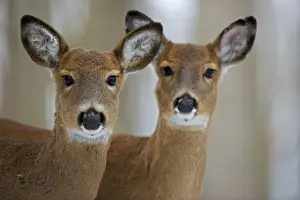 White-tailed Deer - Does Print (CAN-2854)