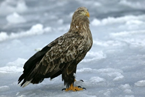 White-tailed Sea / Grey Sea Eagle White-tailed Sea / Grey Sea Eagle