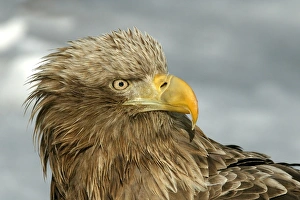 White-tailed Sea / Grey Sea Eagle - close-up of head White-tailed Sea / Grey Sea Eagle - close-up of head