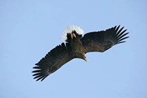 White-tailed Sea / Grey Sea Eagle - in flight White-tailed Sea / Grey Sea Eagle - in flight