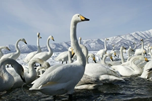 Whooper Swan - flock by lake Lake Kushiro Whooper Swan - flock by lake Lake Kushiro