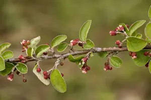 United Kingdom Flora Prints: A wild cotoneaster (Cotoneaster integerrimus). Extremely rare in UK