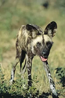 Namibian Wildlife Images Prints: Wild Dog - Namibia