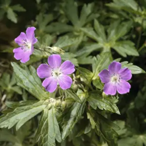 Plant Photography Prints: Wild Geramium