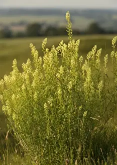 UK Wildflowers Prints: Wild Mignonette