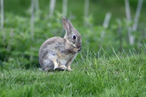 Wild Rabbit - animal sitting cleaning its paws Wild Rabbit - animal sitting cleaning its paws