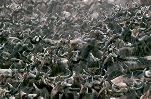 Wildebeest / Gnu - mass migration Wildebeest / Gnu - mass migration