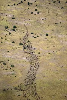 Wildebeest / Gnu - migration