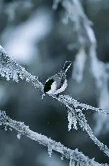 Willow Tit Print - Snowy Branch Perch