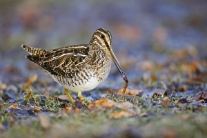 Wilson's Snipe - with worm in beak Wilson's Snipe - with worm in beak