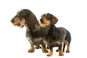 Wire-haired Dachshund Print