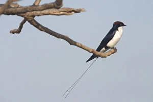 Wire-tailed Swallow - Perched on branch Wire-tailed Swallow - Perched on branch