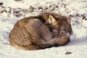 Prints of AL-1625 Wolf - curled up on snow Canis lupus Ake Lindau Please note that prints are for personal display purposes only and may not be reproduced in any way. Images Dated 2008 May: Wolf Print - Curled up on Snow