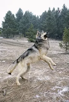 Grey Wolf In Snow Prints: Wolf - leaping