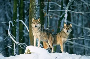 Prints of SM-1559 WOLF - x2 standing in snow Lupus europaeus Stefan Meyers Please note that prints are for personal display purposes only and may not be reproduced in any way. Wolf Prints: Wolf Print - Two Wolves Standing in Snow