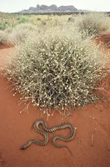 Woma Python Print - Aspidites ramsayi, The Olgas, Australia