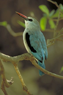 Woodland kingfisher - Perched in dense treecover Woodland kingfisher - Perched in dense treecover