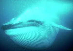 Dolphins And Whale Prints: Blue Whale Gulp Feeding Print