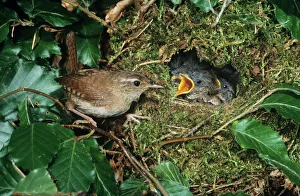 WREN - Adult feeding offspring at nest WREN - Adult feeding offspring at nest