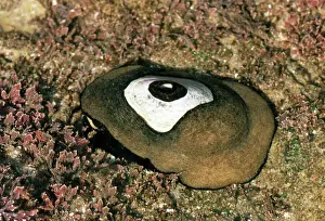 Prints of WW-969 GIANT KEYHOLE LIMPET Megathura crenulata Wardene Weisser Please note that prints are for personal display purposes only and may not be reproduced in anyway. Crenulatum Prints: Megathura crenulata Print - WW-696 WW-969 Giant Keyhole Limpet Shell
