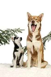 Prints of x-default Images Dated 2009 July: Husky Dogs in Winter Print