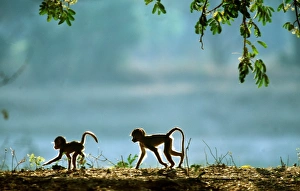 YELLOW BABOON - x two young, in the morning YELLOW BABOON - x two young, in the morning