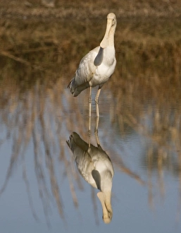 Yellow-billed Spoonbill - at shallow pool by the Mt Barnett sewage pond Yellow-billed Spoonbill - at shallow pool by the Mt Barnett sewage pond