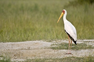 Yellow-billed Stork - Standing on bare ground Yellow-billed Stork - Standing on bare ground