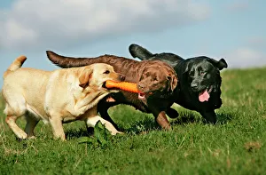 Toy labrador best sale