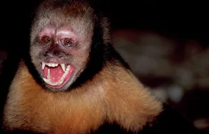 Yellow-breasted CAPUCHIN / Buff-headed Capuchin / Buffy-headed Capuchin / Golden-bellied Yellow-breasted CAPUCHIN / Buff-headed Capuchin / Buffy-headed Capuchin / Golden-bellied