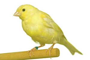 Images Dated 5th August 2005: Yellow Canary - on perch
