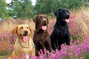 Yellow Chocolate & Black Labrador Dogs Yellow Chocolate & Black Labrador Dogs