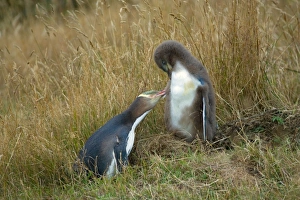 Yellow-eyed Penguin - adult and chick interacting by adult caring for its chick' Yellow-eyed Penguin - adult and chick interacting by adult caring for its chick'