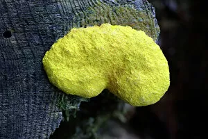 Fungus Collection: Yellow Slime Mold - growing on tree stump, Hessen, Germany