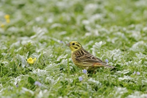 Yellowhammer - Male side view, feeding in meadow Yellowhammer - Male side view, feeding in meadow