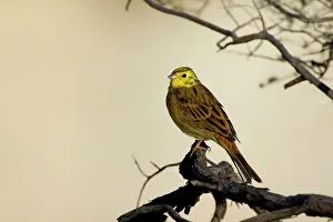 Yellowhammer - sitting on a tree branch looking out in first morning light Yellowhammer - sitting on a tree branch looking out in first morning light