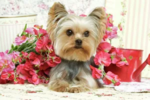 <b class=qtipBold><figcaption>Yorkshire Terrier Dog</figcaption></b><br>LA-4222 Yorkshire Terrier Dog Jean Michel Labat Please note that prints are for personal display purposes only and may not be reproduced in any way.<br><em>© J.M.Labat/ardea.com</em> Yorkshire Terrier Dog