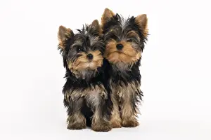 Yorkshire Terrier Dog Print